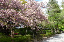 藤村記念館脇の八重桜